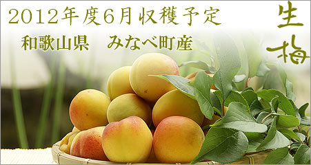 2012年度青梅,完熟梅の予約受付中（梅酒用,梅干し用の青梅・完熟梅）